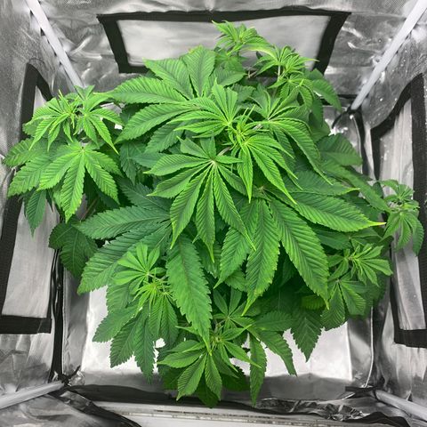 Peyote Wi-Fi growlog timeline photo
