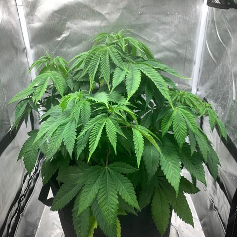 Peyote Wi-Fi growlog timeline photo