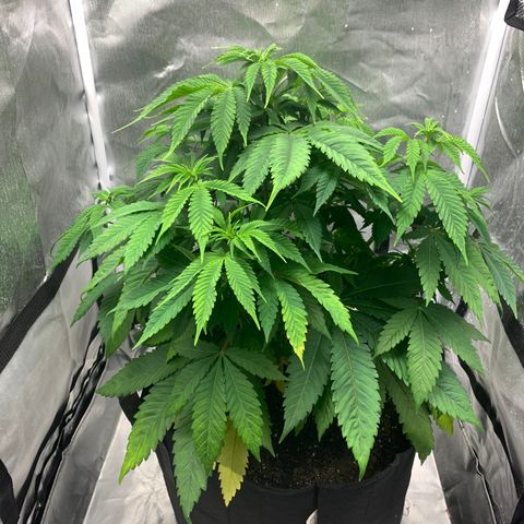 Peyote Wi-Fi growlog timeline photo