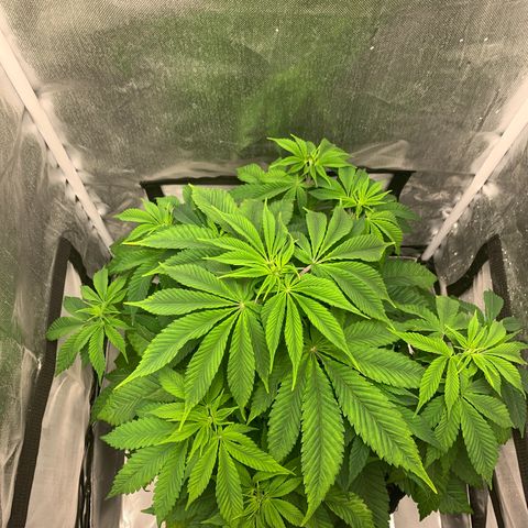 Peyote Wi-Fi growlog timeline photo