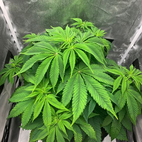 Peyote Wi-Fi growlog timeline photo