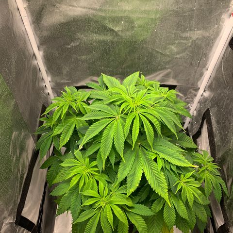 Peyote Wi-Fi growlog timeline photo