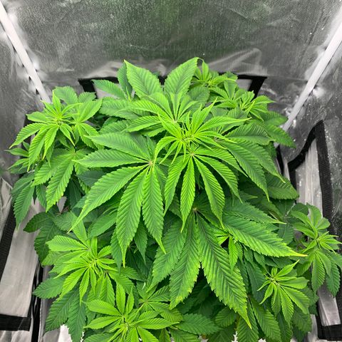 Peyote Wi-Fi growlog timeline photo