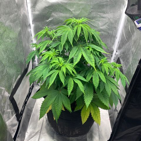 Peyote Wi-Fi growlog timeline photo