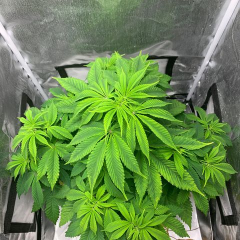 Peyote Wi-Fi growlog timeline photo