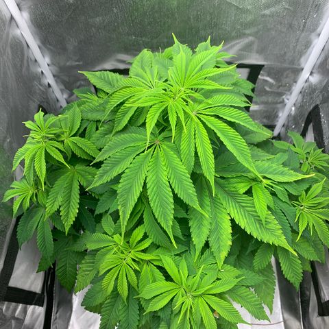 Peyote Wi-Fi growlog timeline photo