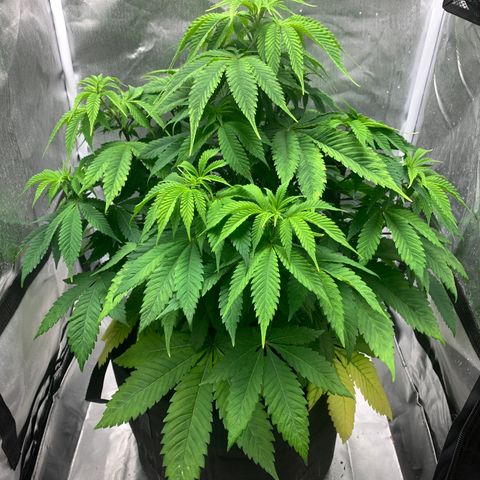 Peyote Wi-Fi growlog timeline photo