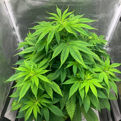 Peyote Wi-Fi growlog timeline photo