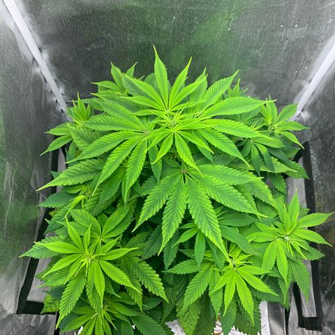 Peyote Wi-Fi growlog timeline photo