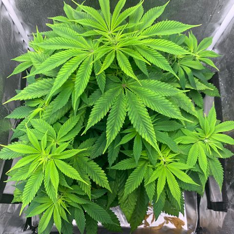 Peyote Wi-Fi growlog timeline photo