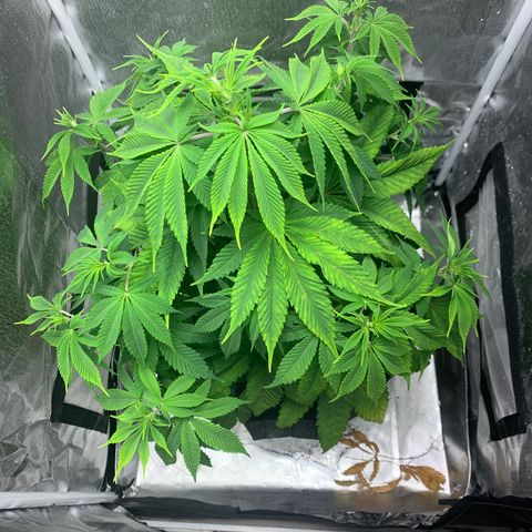 Peyote Wi-Fi growlog timeline photo