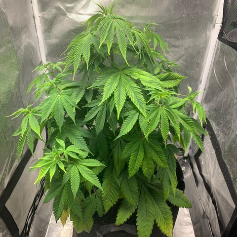 Peyote Wi-Fi growlog timeline photo