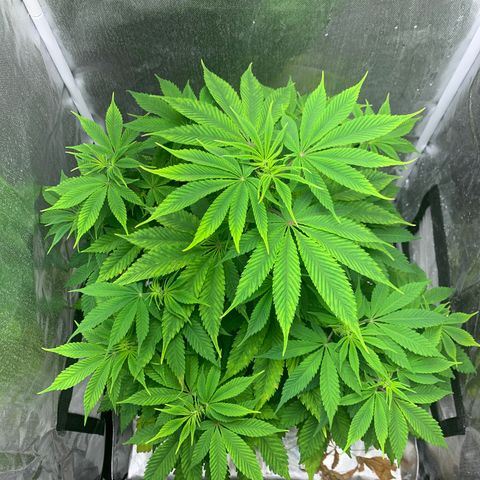 Peyote Wi-Fi growlog timeline photo