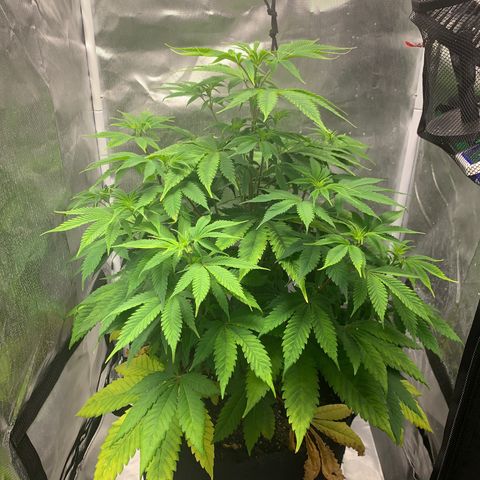 Peyote Wi-Fi growlog timeline photo