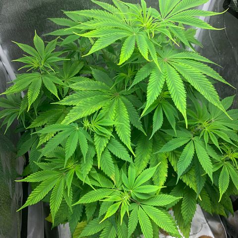 Peyote Wi-Fi growlog timeline photo