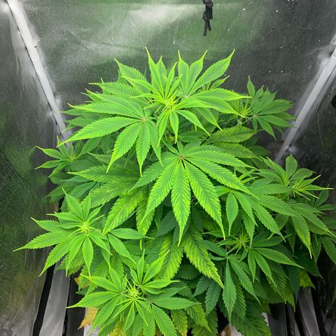 Peyote Wi-Fi growlog timeline photo