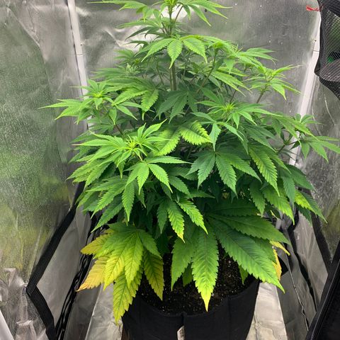 Peyote Wi-Fi growlog timeline photo