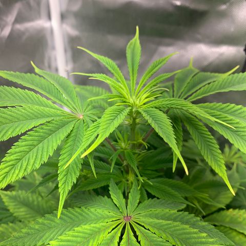 Peyote Wi-Fi growlog timeline photo