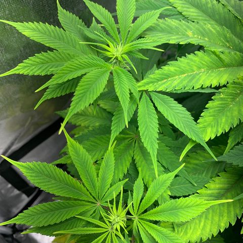 Peyote Wi-Fi growlog timeline photo