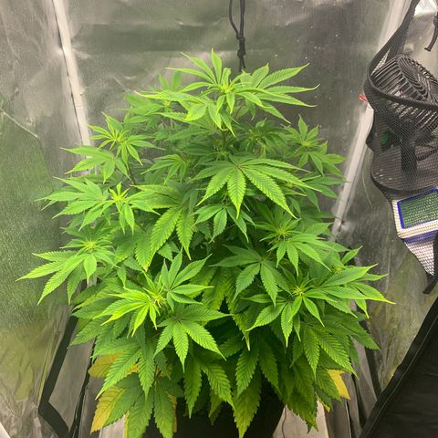 Peyote Wi-Fi growlog timeline photo