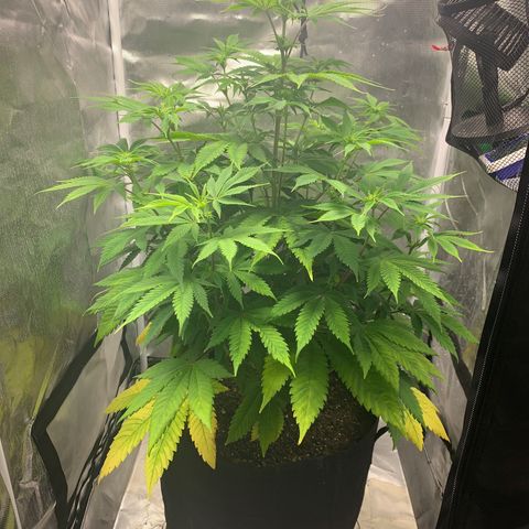 Peyote Wi-Fi growlog timeline photo