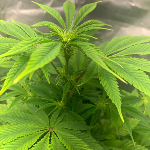 Peyote Wi-Fi growlog timeline photo