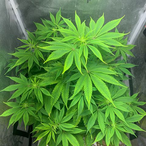 Peyote Wi-Fi growlog timeline photo