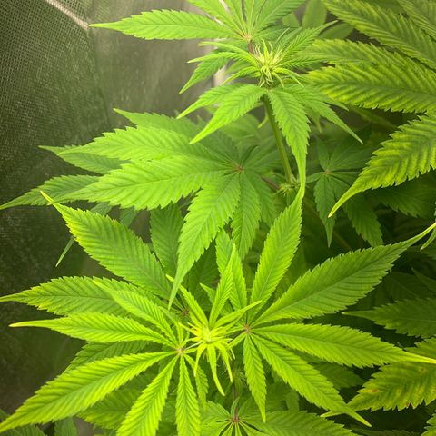 Peyote Wi-Fi growlog timeline photo