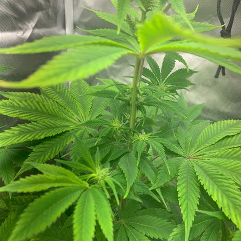Peyote Wi-Fi growlog timeline photo