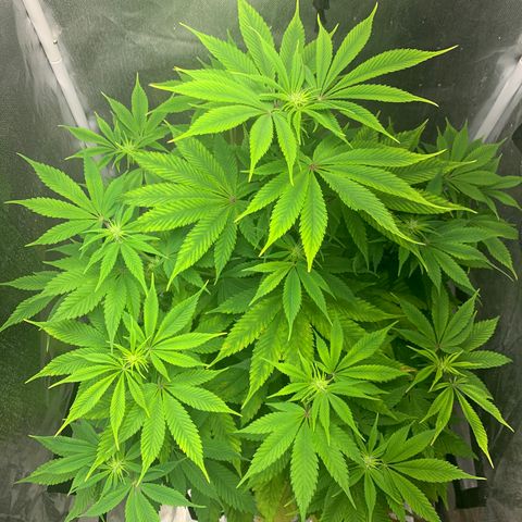 Peyote Wi-Fi growlog timeline photo