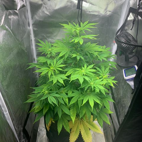 Peyote Wi-Fi growlog timeline photo