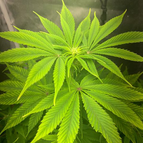 Peyote Wi-Fi growlog timeline photo