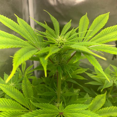Peyote Wi-Fi growlog timeline photo