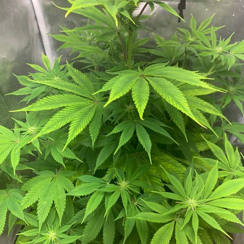 Peyote Wi-Fi growlog timeline photo