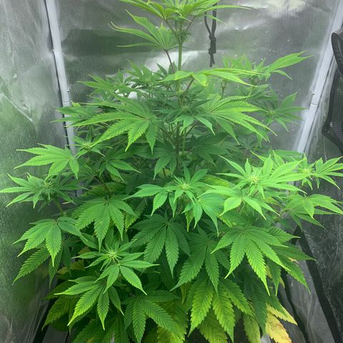 Peyote Wi-Fi growlog timeline photo