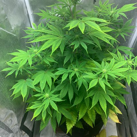 Peyote Wi-Fi growlog timeline photo