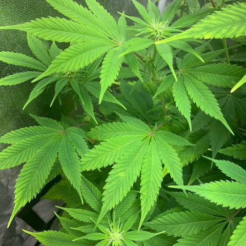 Peyote Wi-Fi growlog timeline photo
