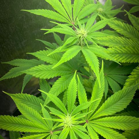 Peyote Wi-Fi growlog timeline photo
