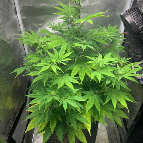 Peyote Wi-Fi growlog timeline photo