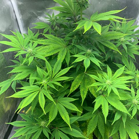 Peyote Wi-Fi growlog timeline photo