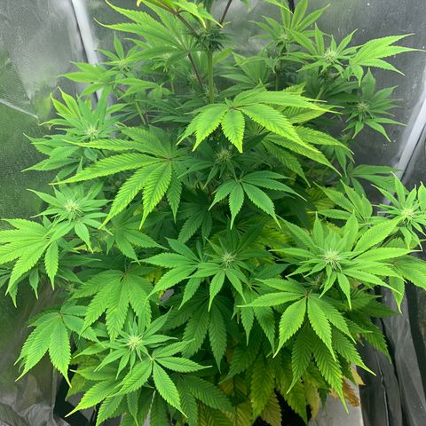 Peyote Wi-Fi growlog timeline photo