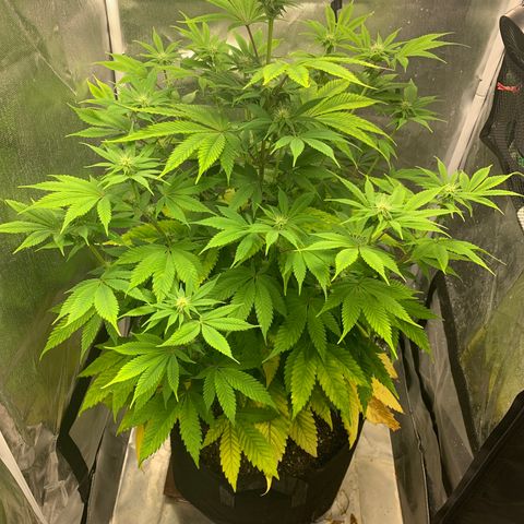 Peyote Wi-Fi growlog timeline photo