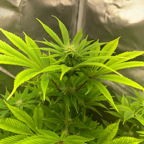 Peyote Wi-Fi growlog timeline photo