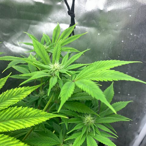 Peyote Wi-Fi growlog timeline photo