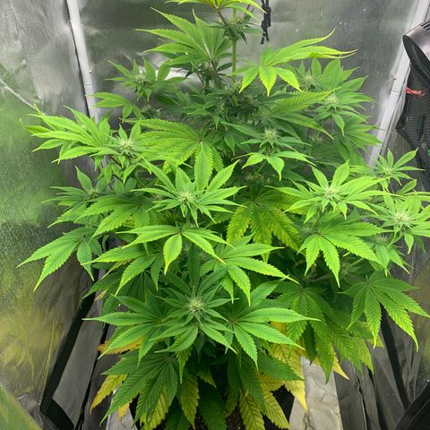 Peyote Wi-Fi growlog timeline photo