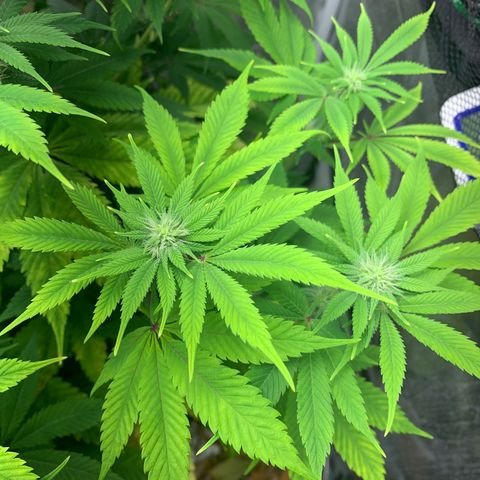 Peyote Wi-Fi growlog timeline photo