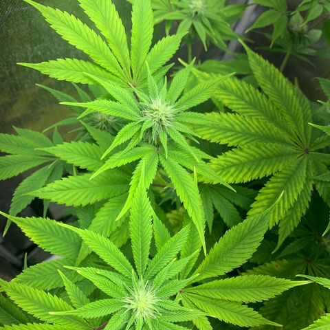 Peyote Wi-Fi growlog timeline photo