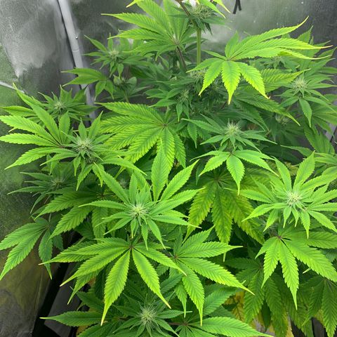 Peyote Wi-Fi growlog timeline photo