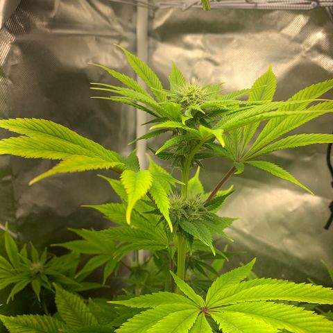 Peyote Wi-Fi growlog timeline photo