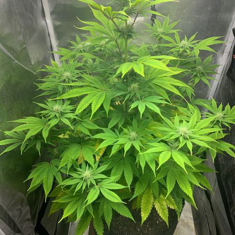 Peyote Wi-Fi growlog timeline photo